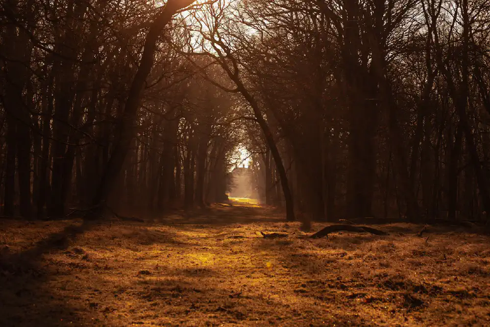 Window of Light