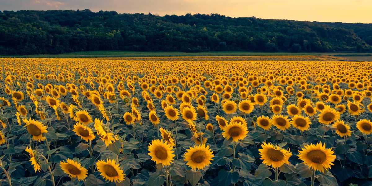 Day 4 – Joy in the Morning