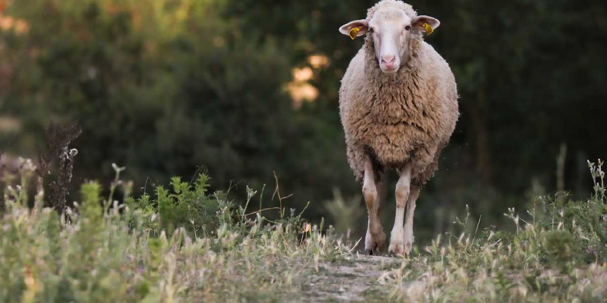 Day 7 – Trusting the Shepherd
